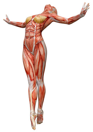 3D rendering of a female figure with muscle maps isolated on white backgroundの写真素材