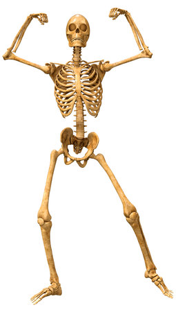 3D rendering of a human skeleton isolated on white background