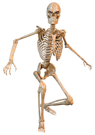 3D rendering of a human skeleton isolated on white backgroundの写真素材