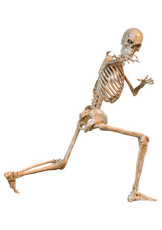 3D rendering of a human skeleton isolated on white backgroundの写真素材