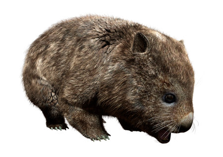 3D rendering of a common wombat or Vombatus ursinus  isolated on white background