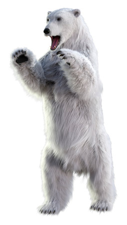 3D rendering of a polar bear isolated on white backgroundの写真素材