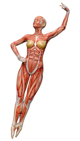 3D rendering of a female figure with muscle maps isolated on white backgroundの写真素材