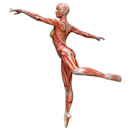 3D rendering of a female figure with muscle maps isolated on white backgroundの写真素材