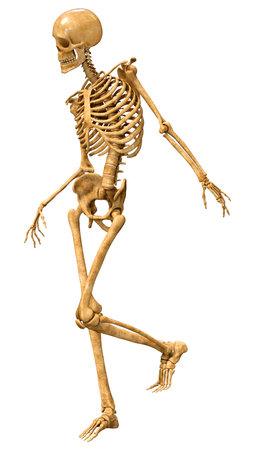 3D rendering of a human skeleton isolated on white background