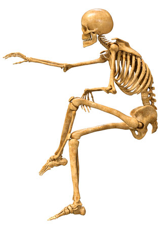 3D rendering of a human skeleton isolated on white backgroundの写真素材