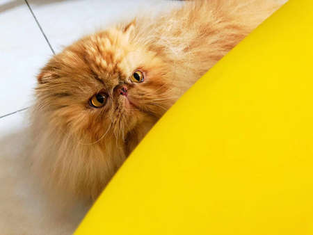 Himalayan cat; Himalayanの写真素材