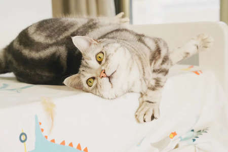 An american short hair cat.