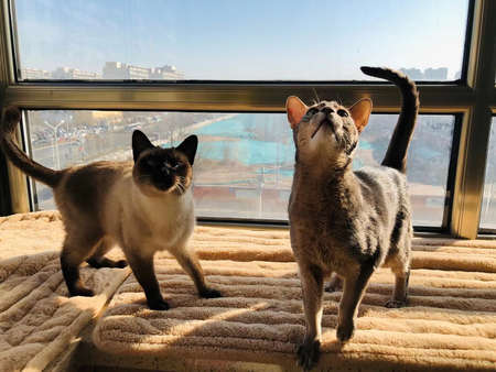 Abyssinian cat; an abyssinian cat; Big ears cat; Brown cat; Small face cat; Long-legged cat; siamese...