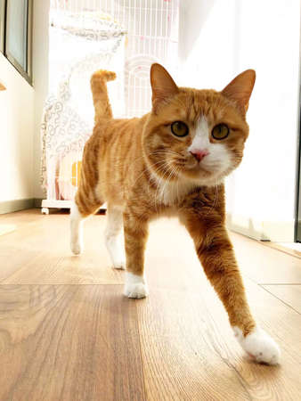 Dragon-Li; Yellow civet cat; Tabby; Tabby cat; tiger cat; Chinese float cat; Chinese garden cat; Chinese pastoral catの写真素材