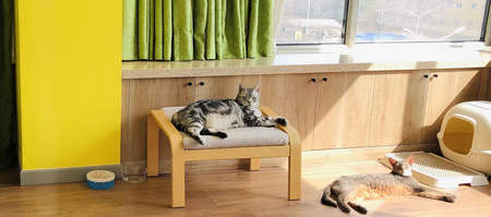 Cat; adult cat; cat owner; american short hair; american short hair cat; tabby cat heart; tabby cat.