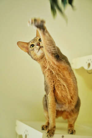 Byssinian cat; an abyssinian cat; Big ears cat; Brown cat; Small face cat; Long-legged cat