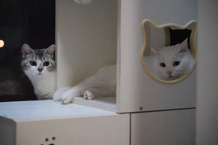 Chinese float cat; Chinese garden cat; Chinese pastoral cat; White cat
