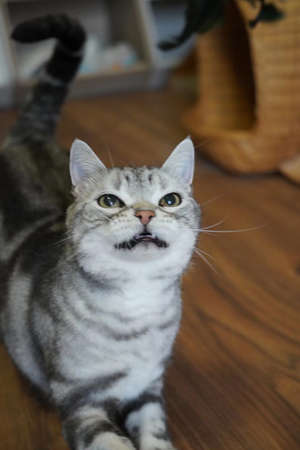 Cat; adult cat; cat owner; american short hair; american short hair cat; tabby cat heart; tabby cat;の写真素材
