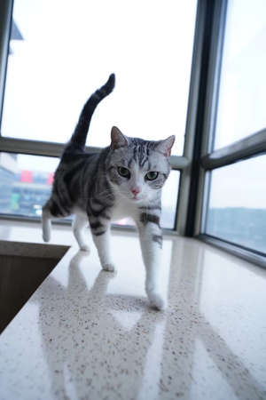Cat; adult cat; cat owner; american short hair; american short hair cat; tabby cat heart; tabby cat;の写真素材