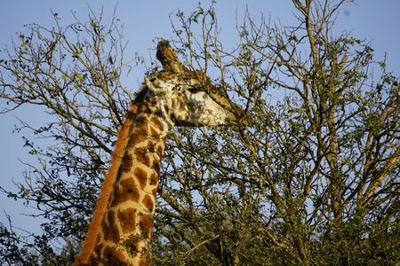 Giraffe  in the wild bushの写真素材