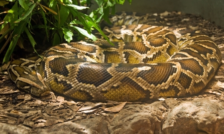 Boa constrictor coiled in terrarium