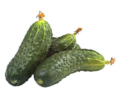 Three fresh cucumbers isolated over whiteの写真素材