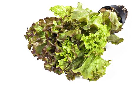 Fresh green and brown lettuce isolated over whiteの写真素材