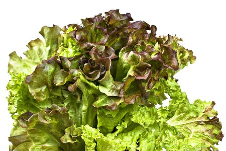 Fresh green and brown lettuce isolated over whiteの写真素材