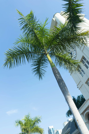 palm or coconut tree and public building on background blue sky sunlightの写真素材