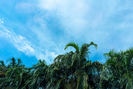 palm tree on blue skyの写真素材