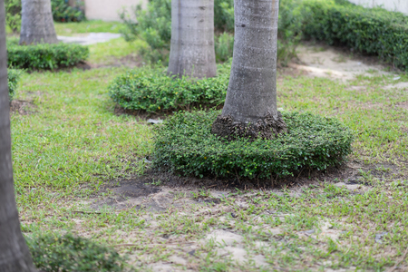small bushes around tree stems in gardenの写真素材