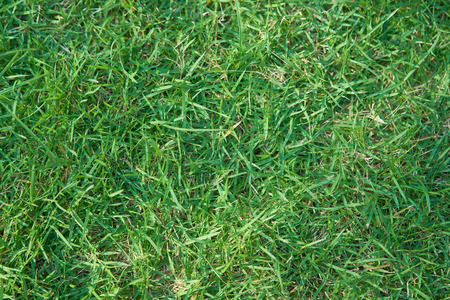 grass of yard or field for  backgroundの写真素材