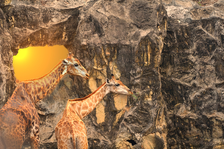 Two giraffes stand in front of cliff eating grass food happily with sun flareの写真素材
