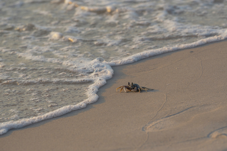 Crab walking along the beach with bubbles of sea wavesの写真素材