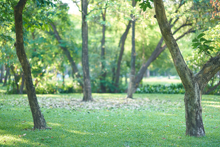 Trees on grass in park on blur background viewの写真素材