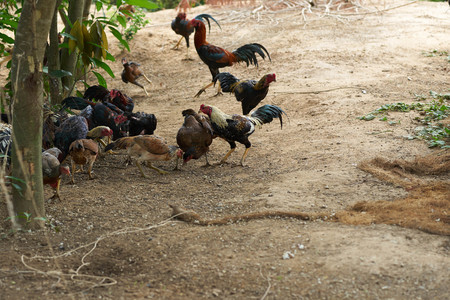 Group of hens ,chicken and cock in farmの写真素材