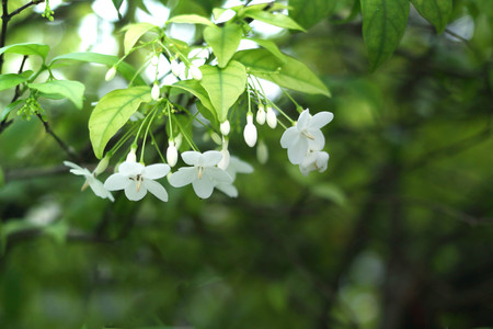 Orange jasmin or white flowers in gravity direction