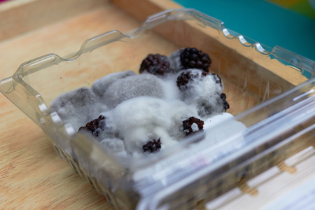 mould or fungus grow on rasberry in boxの写真素材