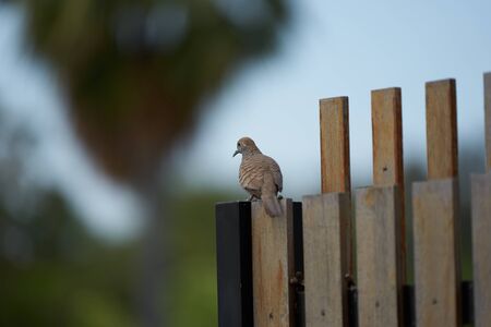 brown pigeon on wooden fenceの写真素材