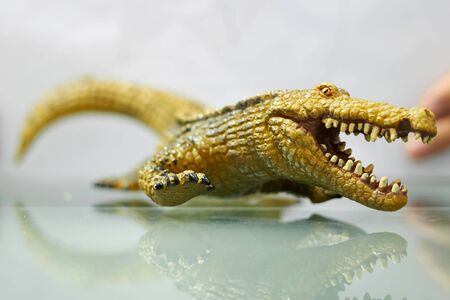 Crocodile model in run action ,selective focusの写真素材