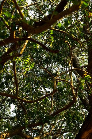 Mess branches with leaves tree in bottom view up to sky in natural concept