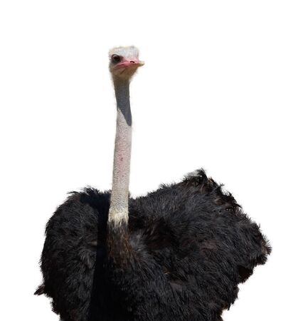 Ostrich in portrait upper body on isolated white backgroundの写真素材