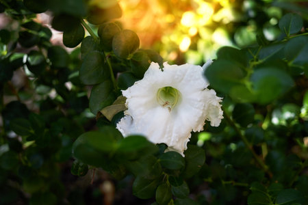 white petal flower on green bush leaves on sun light backgroundの写真素材