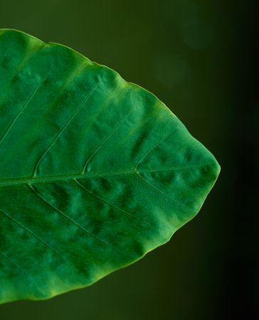 single green foliage on black drop background