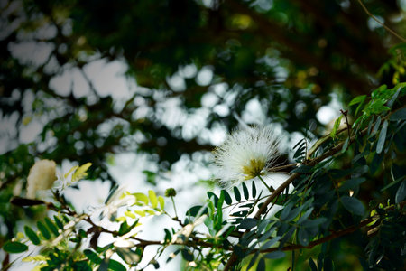 White Marshal Tassel Flower on treeの写真素材