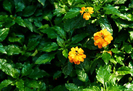 yellow flowers on green bush backgroundの写真素材