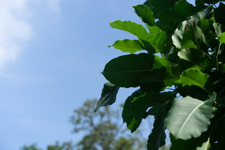 leaves plant against sky