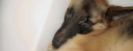 German shepherd dog sleep on floor with copy empty spaceの写真素材