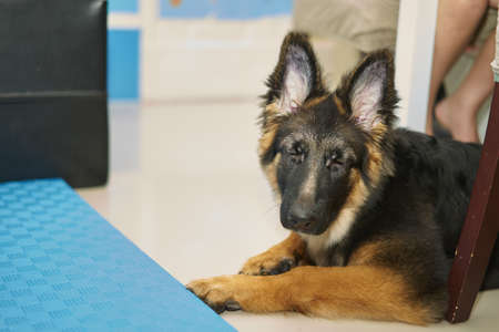 german shepherd dog puppy lying down on floor close eyes on blur owner leg background in living room under table and sofaの写真素材