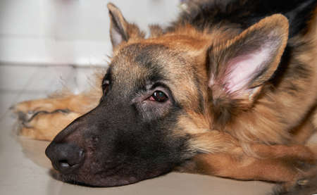 German shepherd dog head look at camera lying down on floor feel boringの写真素材