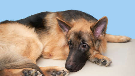 German shepherd dog lying down on floor feel bored or waitの写真素材