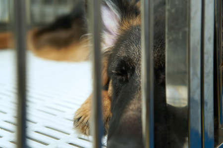 german shepherd dog puppy sleep in  cageの写真素材
