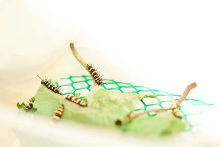 Yellow, red, black striped caterpillars eating leaves in a pet box, on a table in the house, taken from above.の写真素材