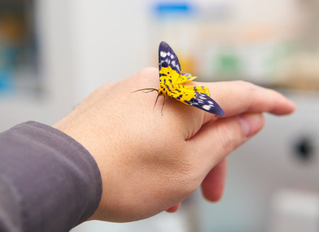 pet butterfly on hand finger in roomÂ の写真素材
